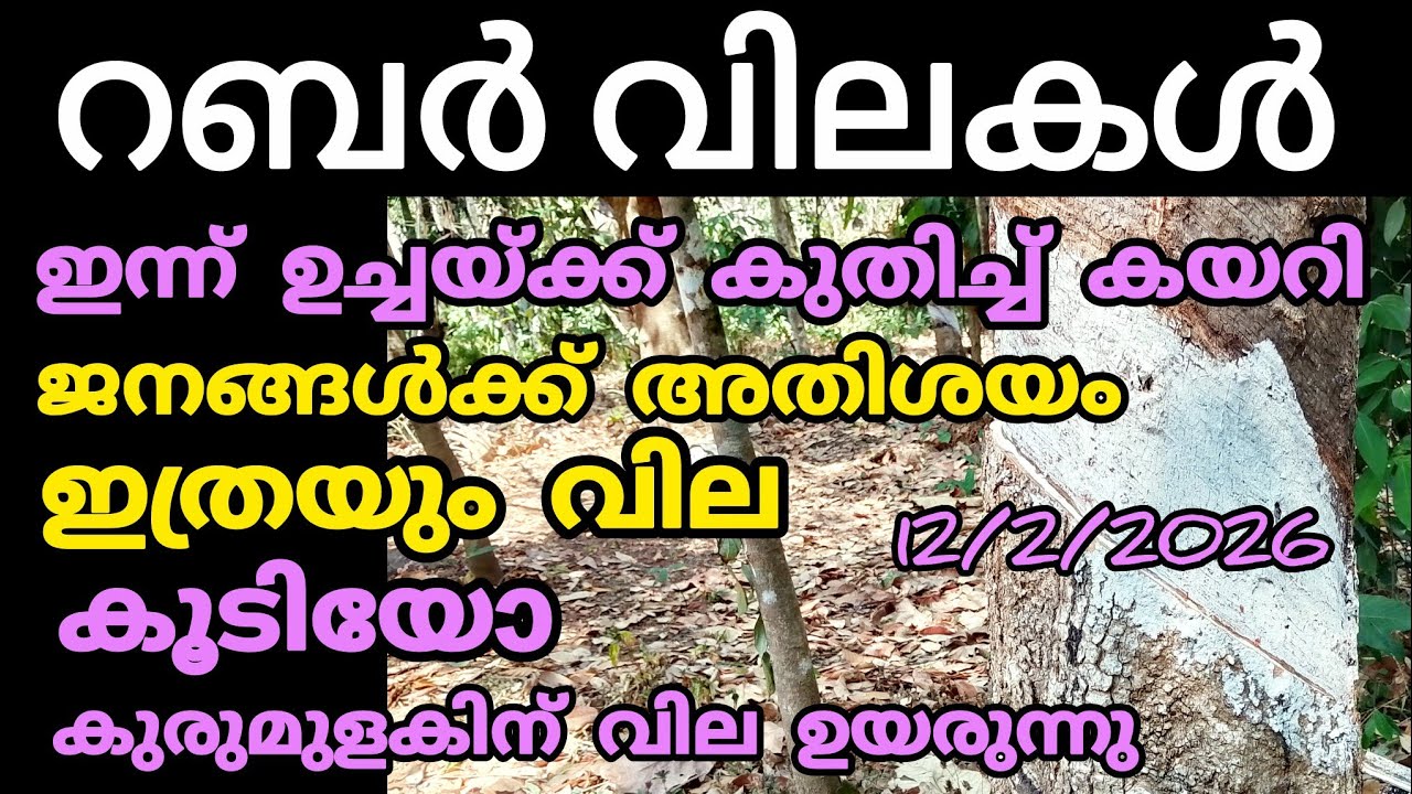 റബർ വില കുതിച്ചു കയറി ഇന്നുച്ചയ്ക്ക് | 12/2/2026/1PM | Kerala Agricultural Price and News 