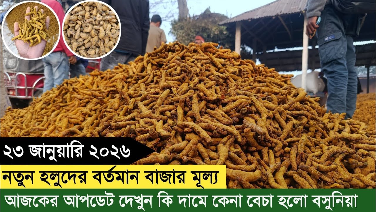 ২৩/০১/২৬ হলুদের সবচেয়ে বড় পাইকারি বাজার পঞ্চগড় বসুনিয়া হাট