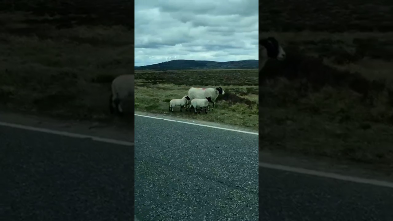Sheep 🐏🐑 family on road walk 
