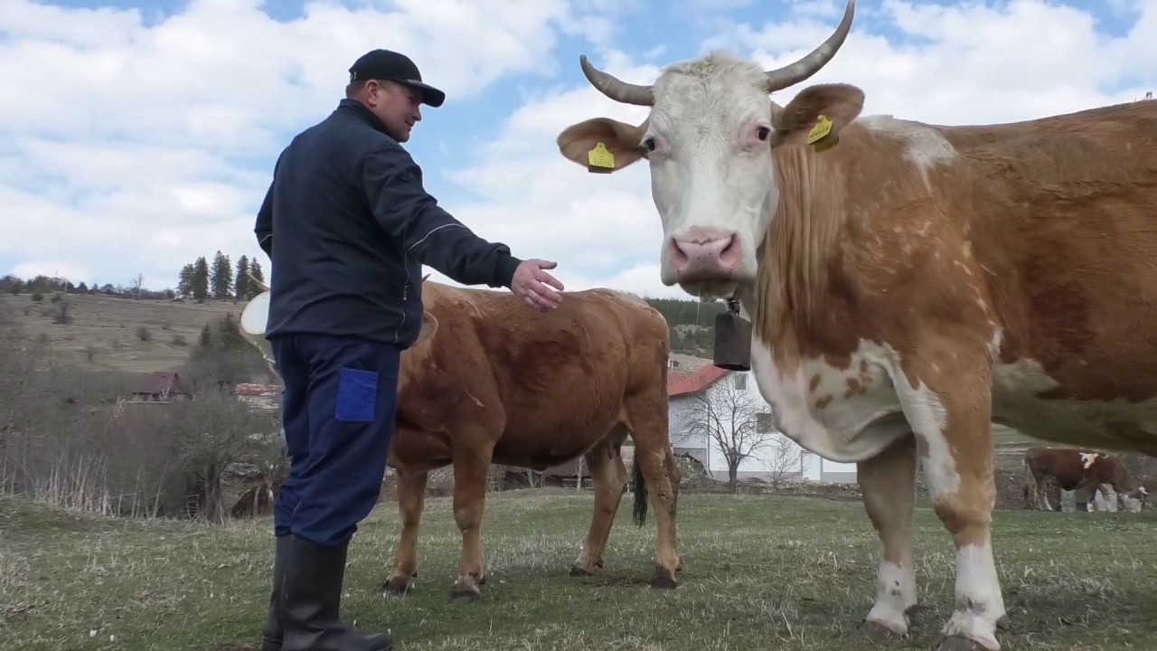 -Punomasni sir i janjski kajmak iz domaćinstva Vojinović sa Gorice -03.04.2020.
