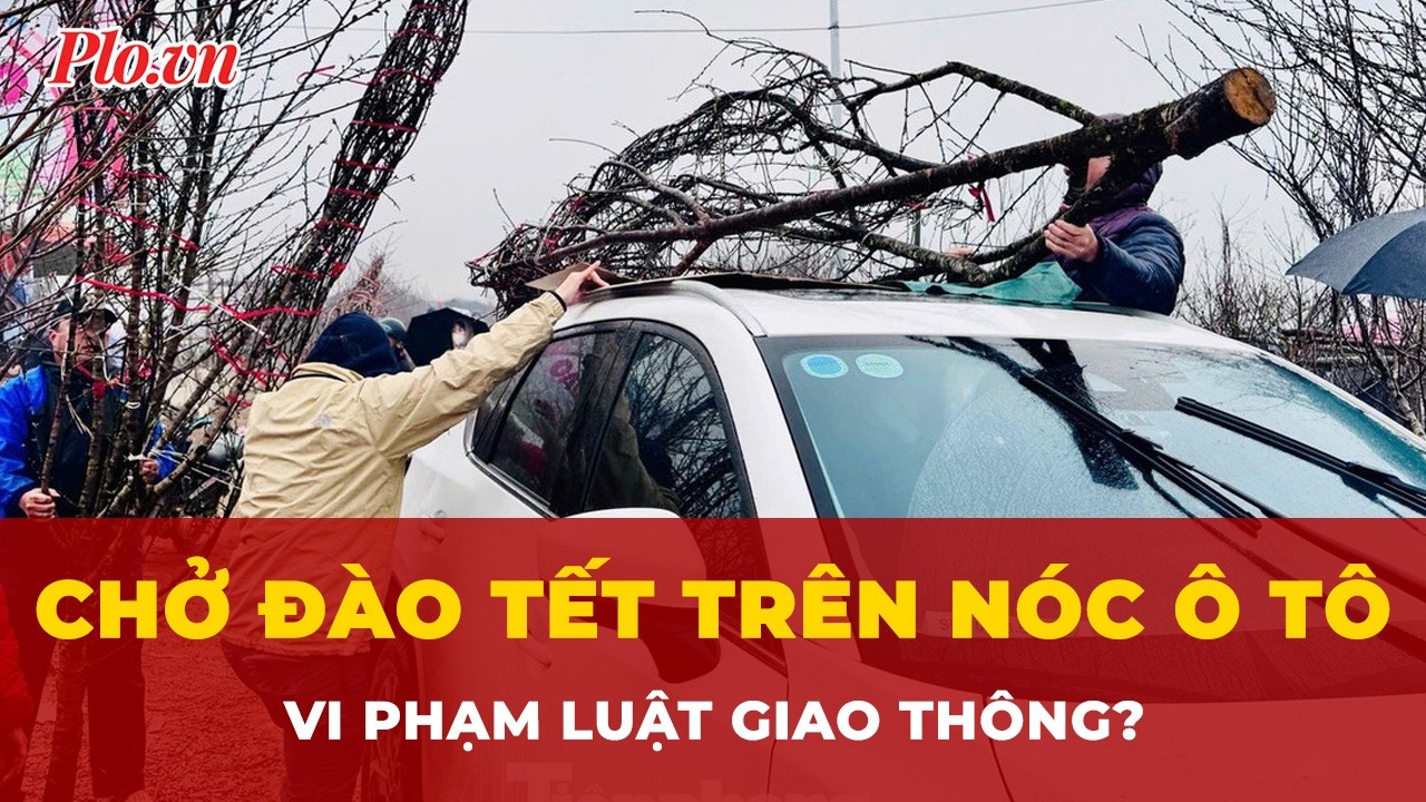 Chở đào tết trên nóc ô tô: Có vi phạm luật giao thông không? | Tin nhanh