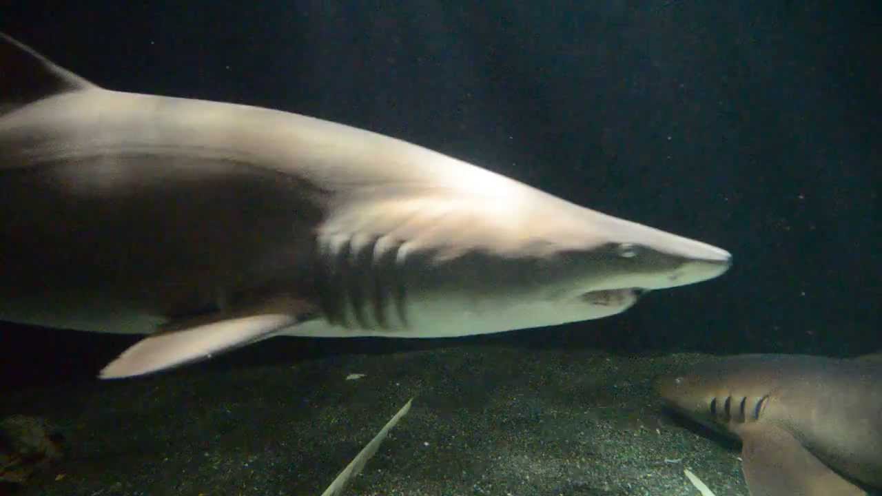 Baltimore's National Aquarium - Sharks