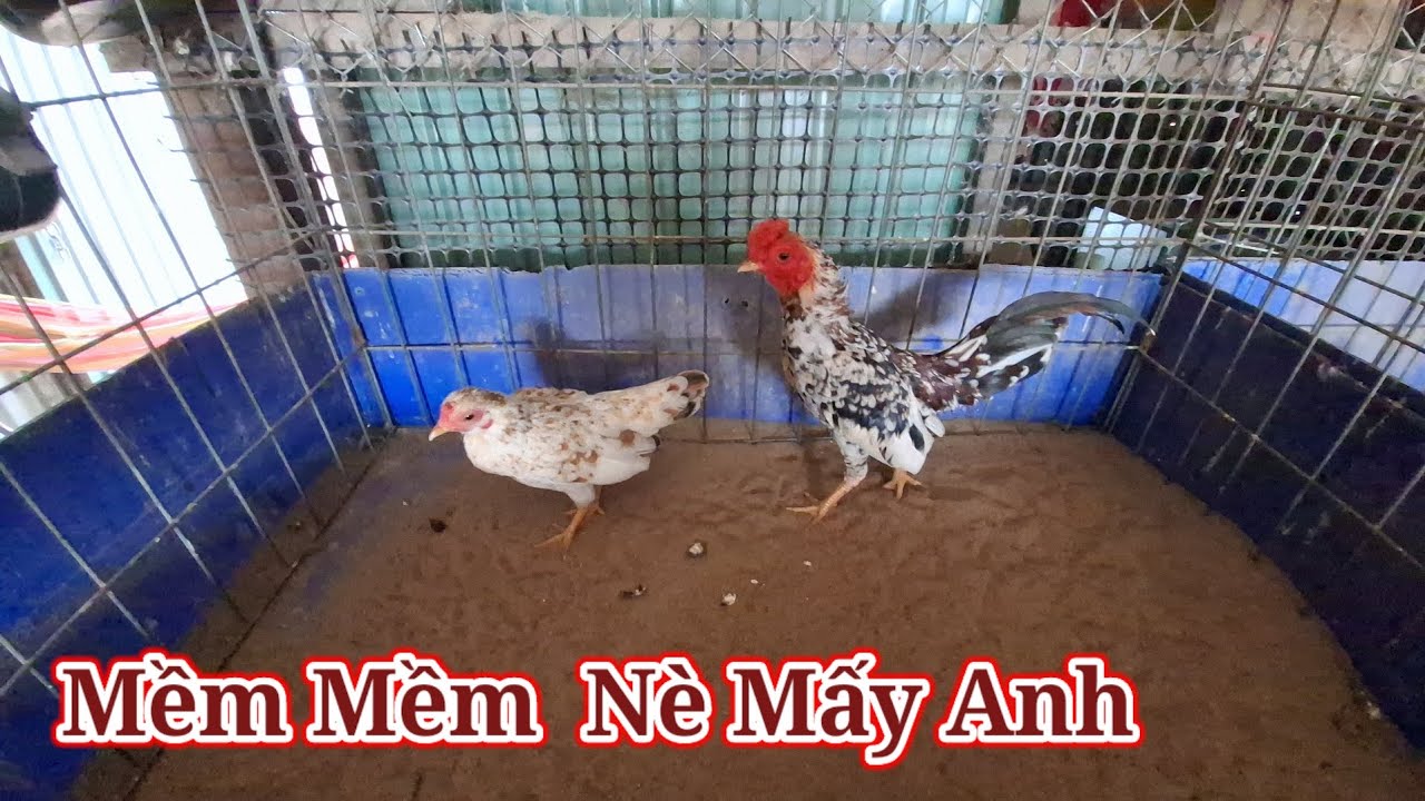 Mềm mềm nè mấy anh nhanh tay nhe.