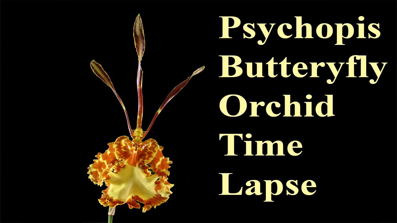 Psychopsis Orchid Time Lapse
