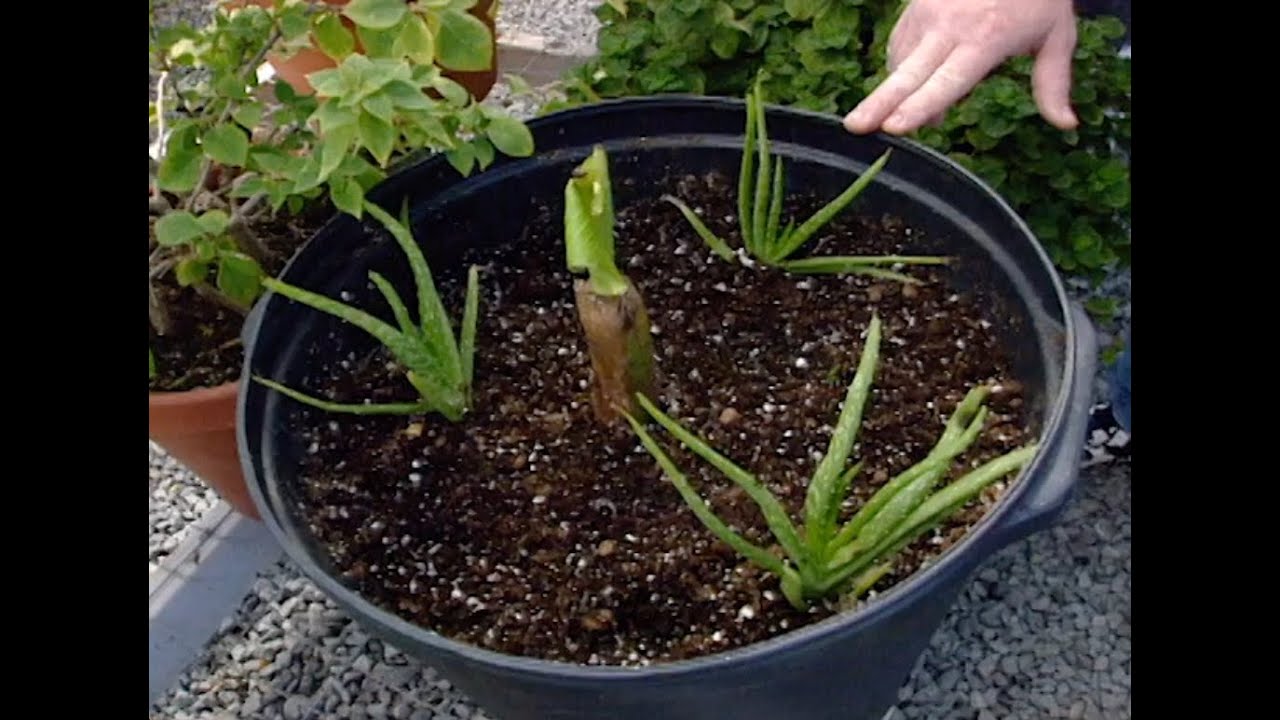 Cimmaron Correctional Facility Horticulture Program