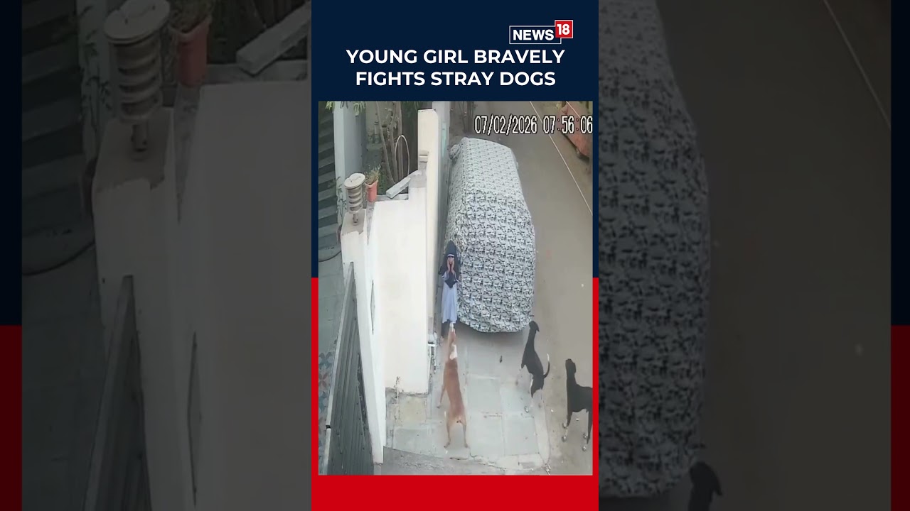 Karnataka: Little Girl Bravely Fights Off Stray Dogs in Gulbarga, Incident Caught on Camera | N18S