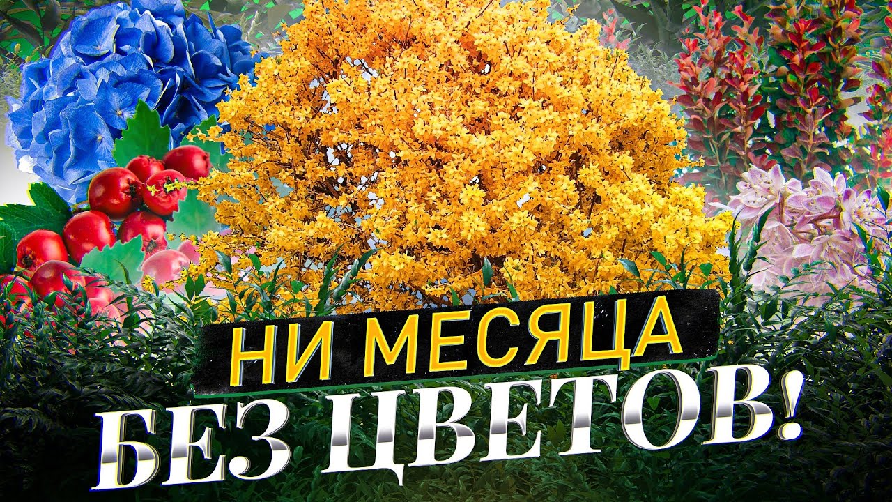 Сад НЕПРЕРЫВНОГО цветения. 10 кустарников для Подмосковья