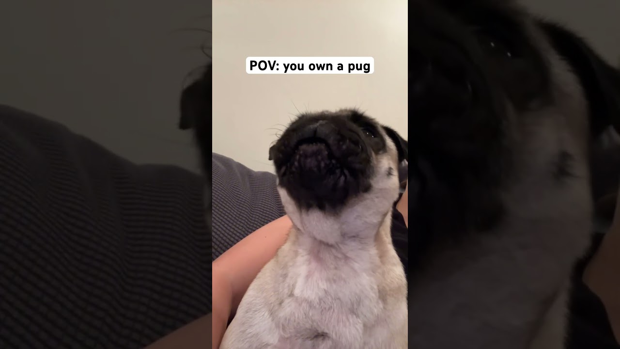 What owning a pug sounds like😂 #dogshorts #pugs #pugshorts #shorts #funnydogs #puglife #doglife