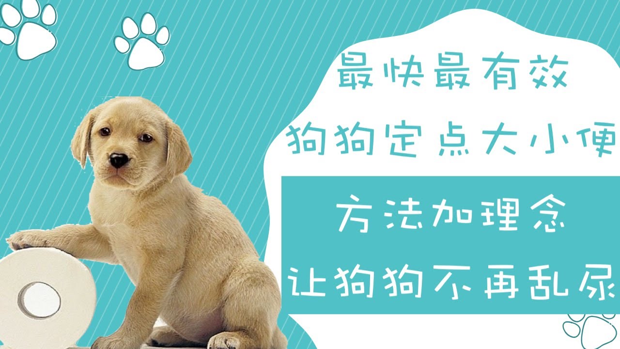 狗狗定点大小便方法，最快最有效，方法加理念，让狗狗不再乱尿