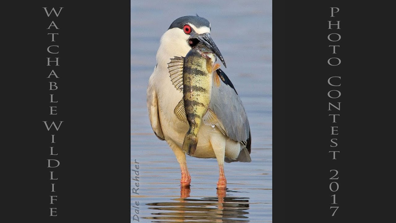 Watchable Wildlife Photo Contest - NDGNF