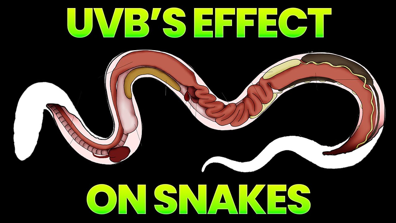 Do My Snakes Need UVB?