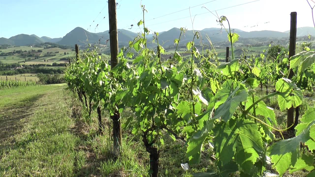 Cantine aperte - Il verdicchio di Matelica - Cantine Belisario