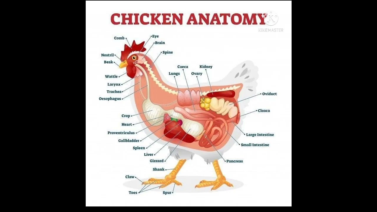 CHICKEN ANATOMY.#shorts ....