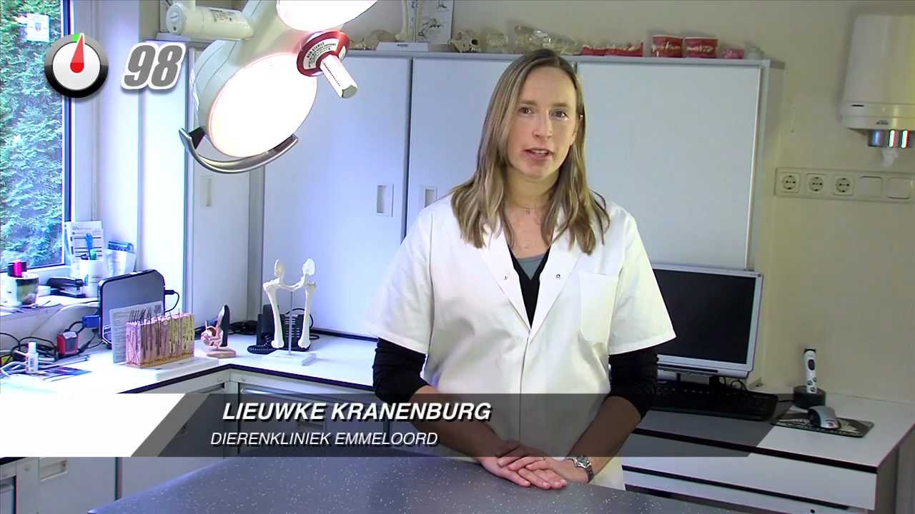 Babesiose | Honden | 100 Seconden Dierenarts