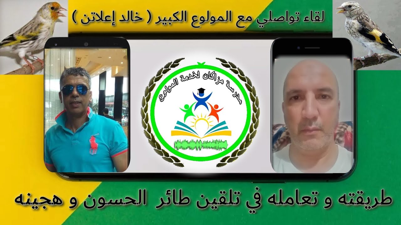 لقاء ولاعي : تلقين طائر الحسون و هجينه