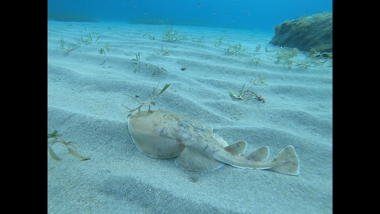 La mer des Cara&iuml;bes