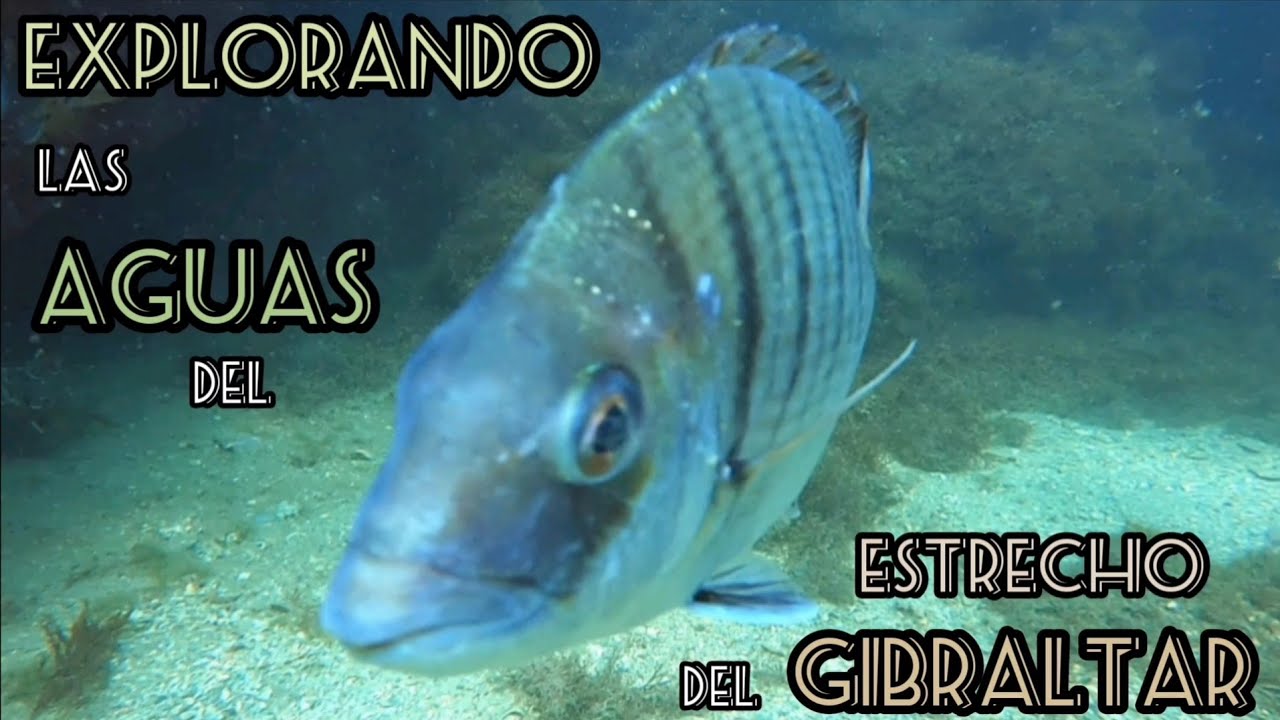 Explorando las aguas del estrecho de GIBRALTAR #gopro9underwater