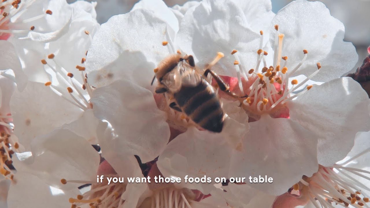 Where would we be without bees?
