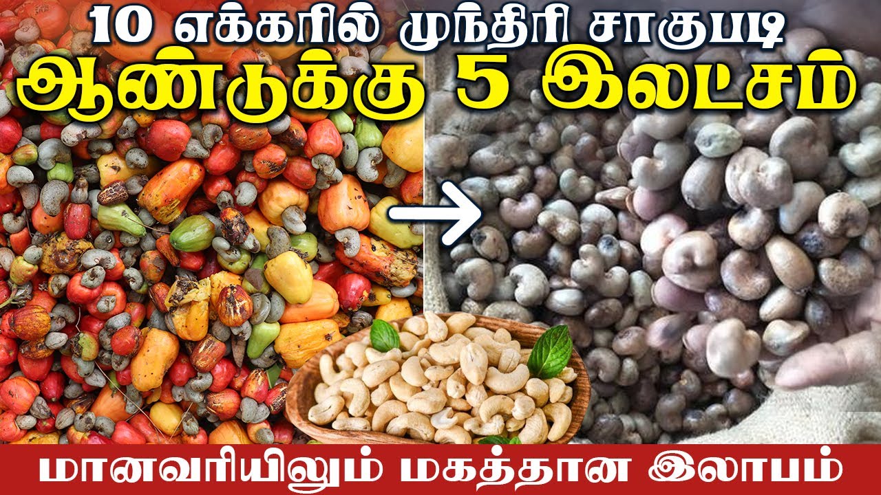 10 ஏக்கரில் முந்திரி சாகுபடி | ஆண்டுக்கு 5 இலட்சம் | 