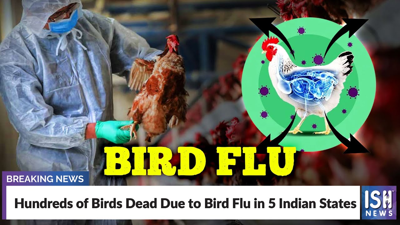 Hundreds of Birds Dead Due to Bird Flu in 5 Indian States