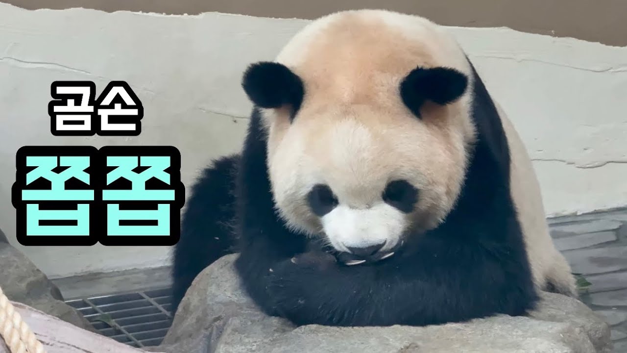 잠들기전 곰손 쫍쫍거리는 미친 귀여움🥰💜