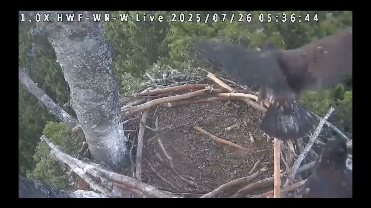 July 26 , 2025 HWF White Rock, BC Eagles Sleeping, Preening, Hop-Flap Nest Tree, Quick Flight (more)