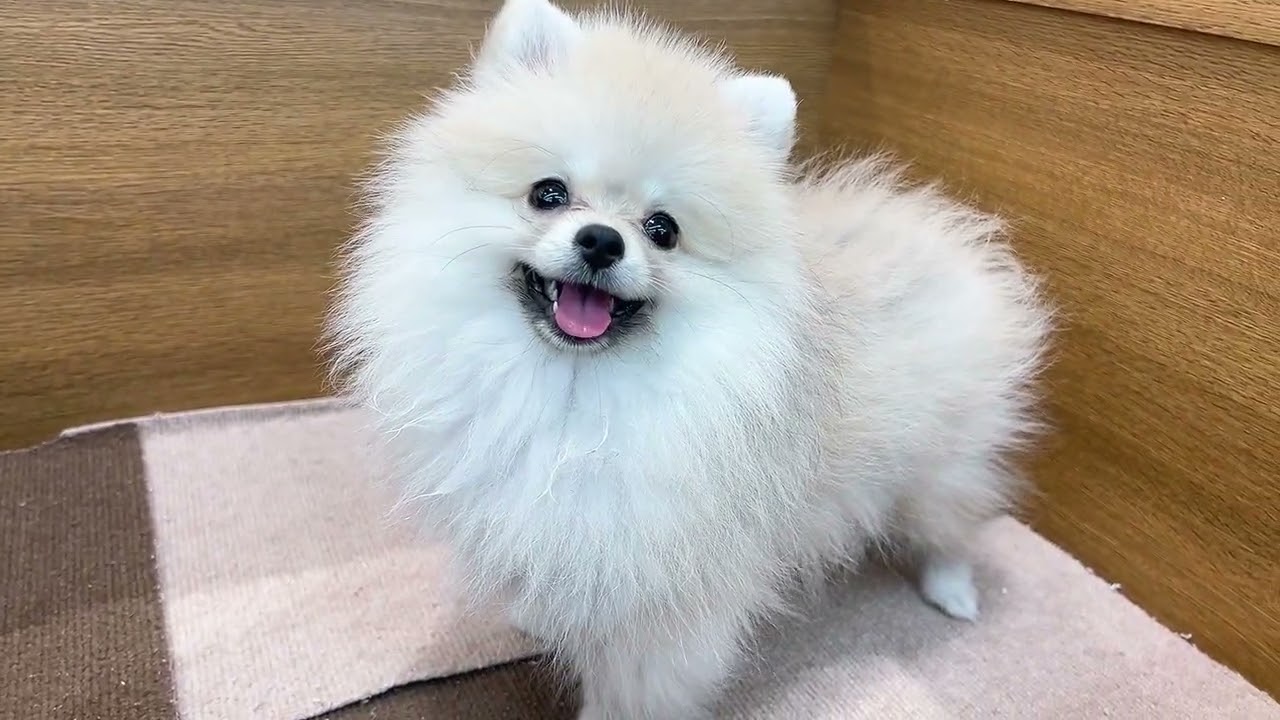 187875　ポメちゃん