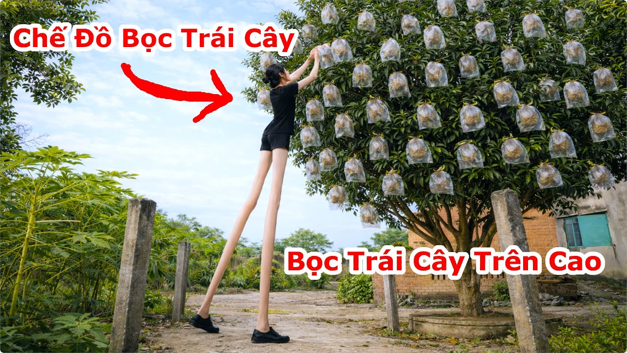 Cách Đơn Giản Để Bọc Trái Cây Trên Cao Chống Ruồi Vàng Chích / Chế Dụng Cụ Bọc Trái Cây Ở Trên Cao