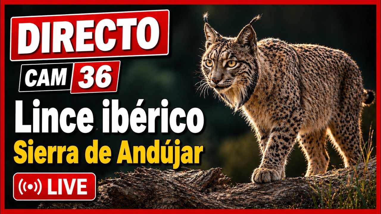 Lince ibérico 🔴 DIRECTO Sierra Morena (Cámara 36 | Jaén)
