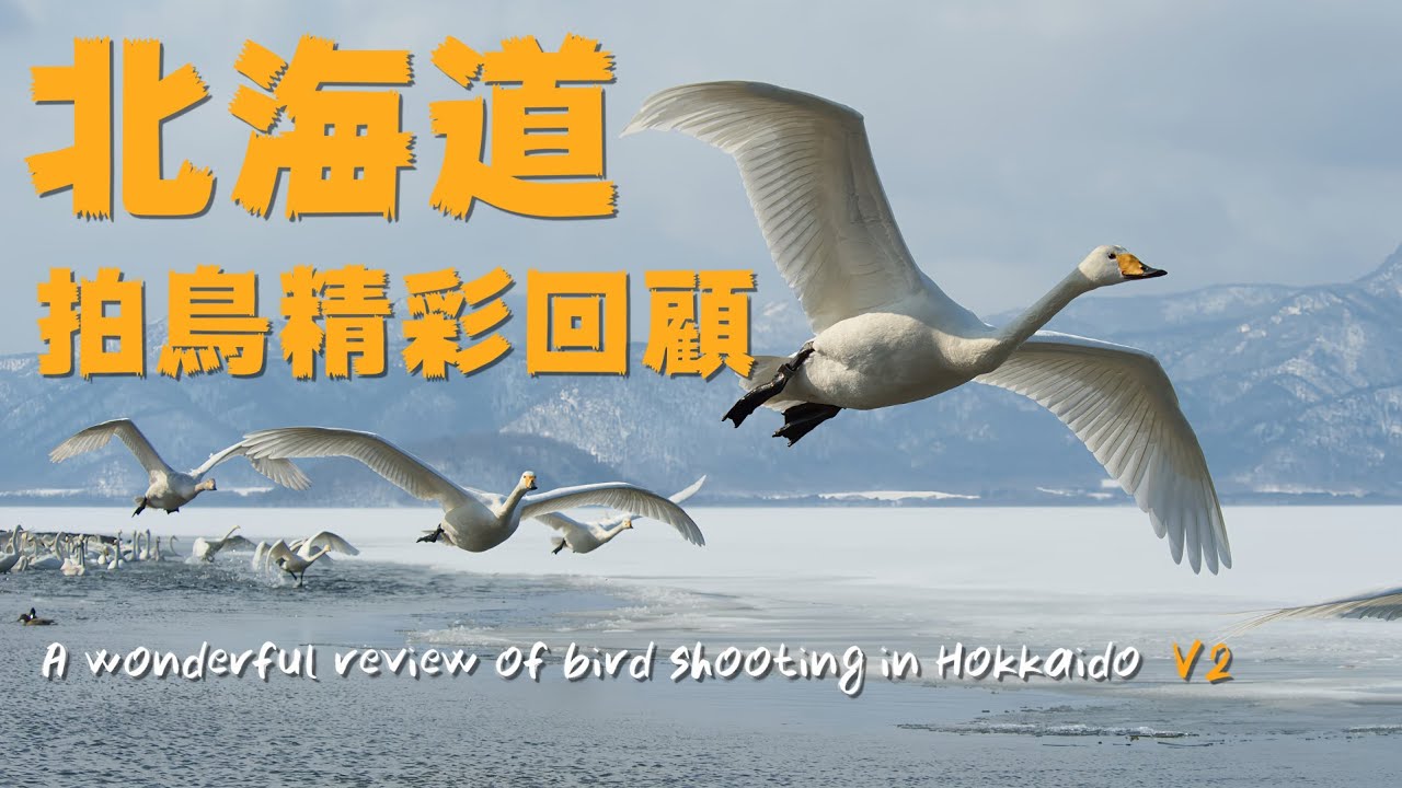 北海道拍鳥精彩回顧修訂版4K| A wonderful review of bird shooting in Hokkaido  V2