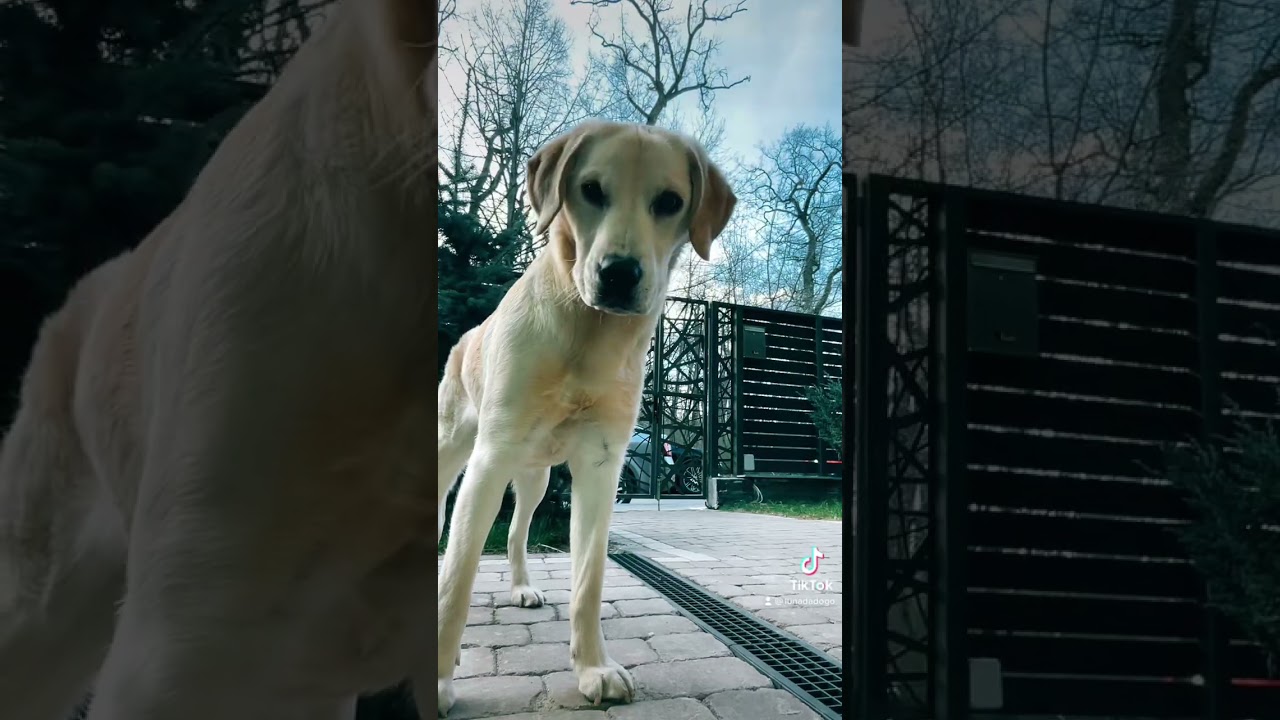 Luna reacts to this sound:)