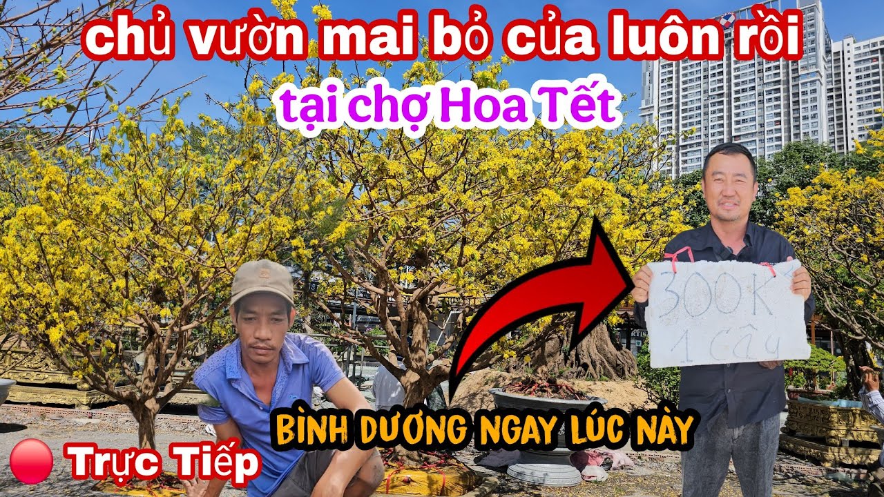 Sốc Chủ Vườn Mai Bỏ Của Tại Chợ Hoa Tết Bình Dương Ngay Lúc Này 