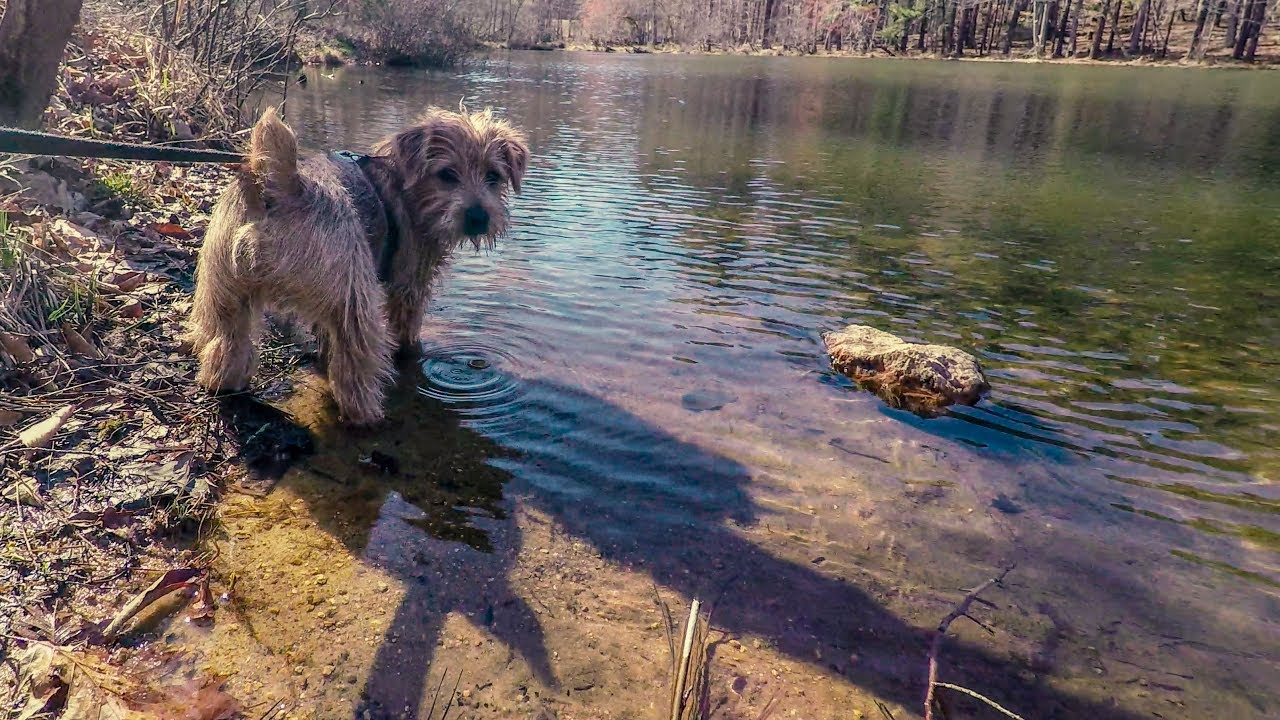 Norfolk Terriers Meeting a Min Pin & Cairn Terrier