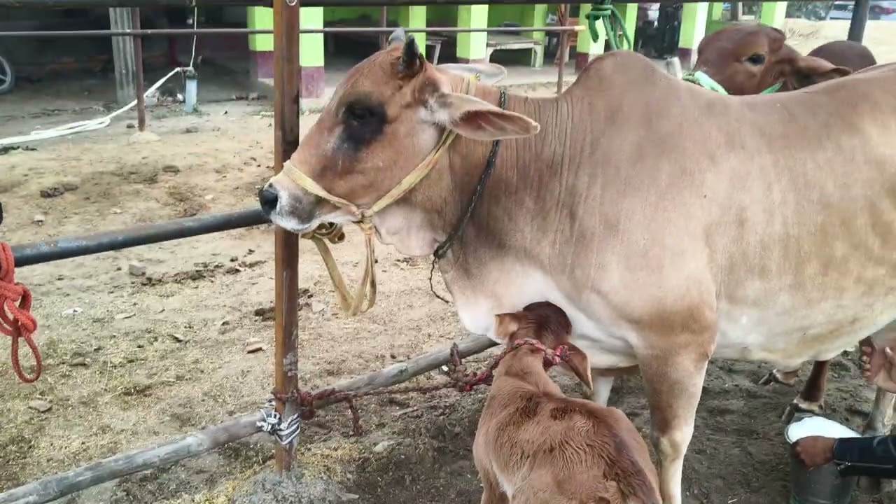 Cow 🐄 for sale in Chausa animal market Buxar Bihar new video S Pandey 9155472296