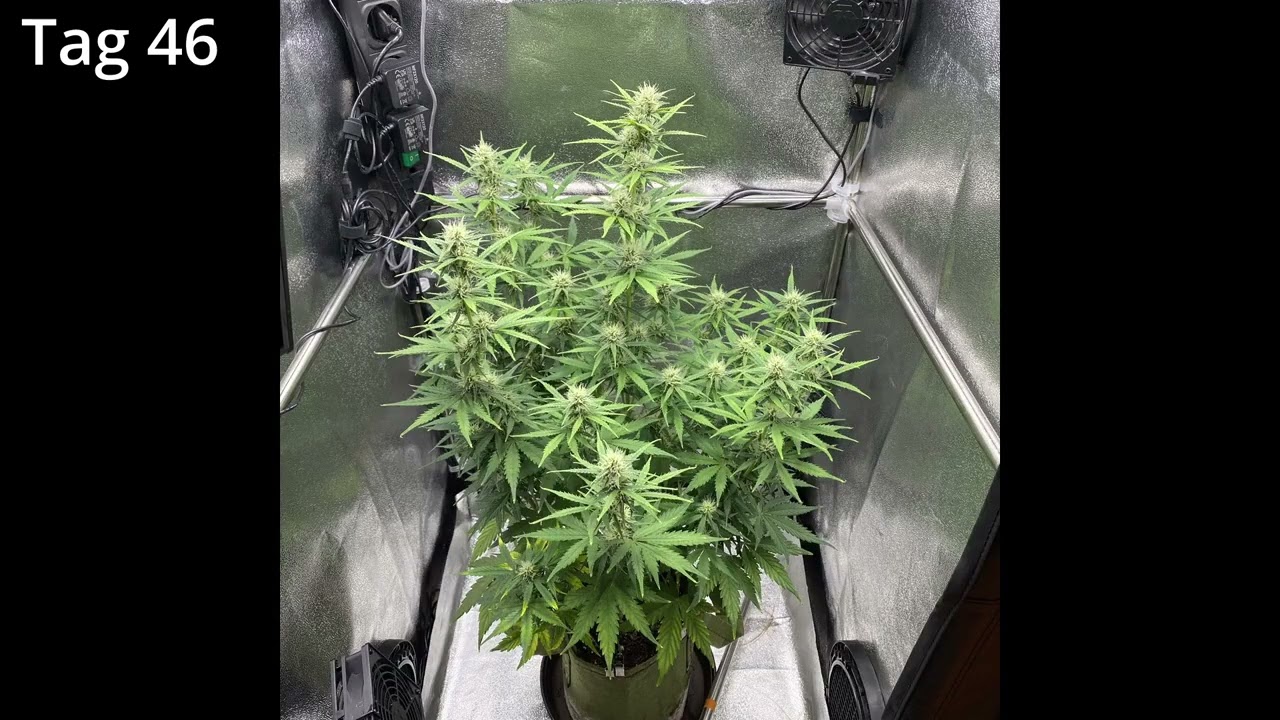 Dutch Passion   Auto Candy Bubatz XL ｜ LED Indoor Grow
