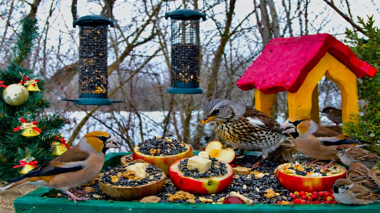 🔴 LIVE Bird Feeder Cam | Birds for Cats & Relaxing Nature sounds🌿Cat TV Birds [ 07/02/2026]
