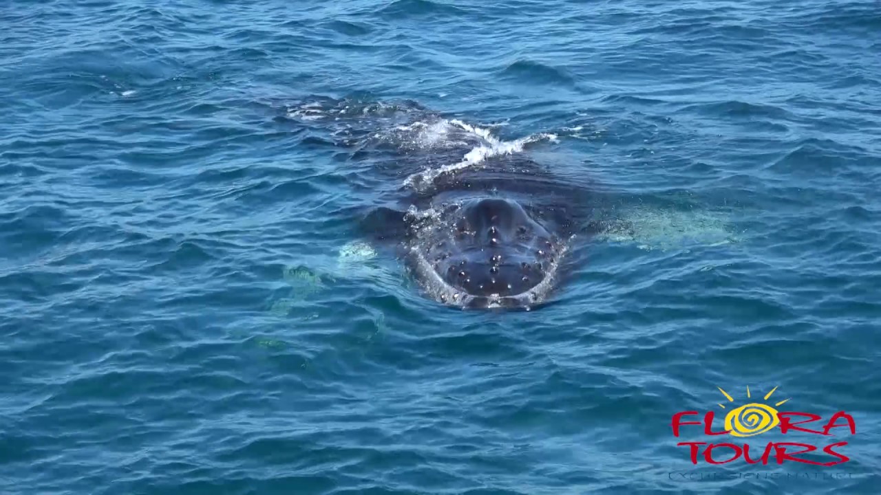 Observation des baleines à bosse à Samana avec Flora Tours   Excursions   Las Terrenas
