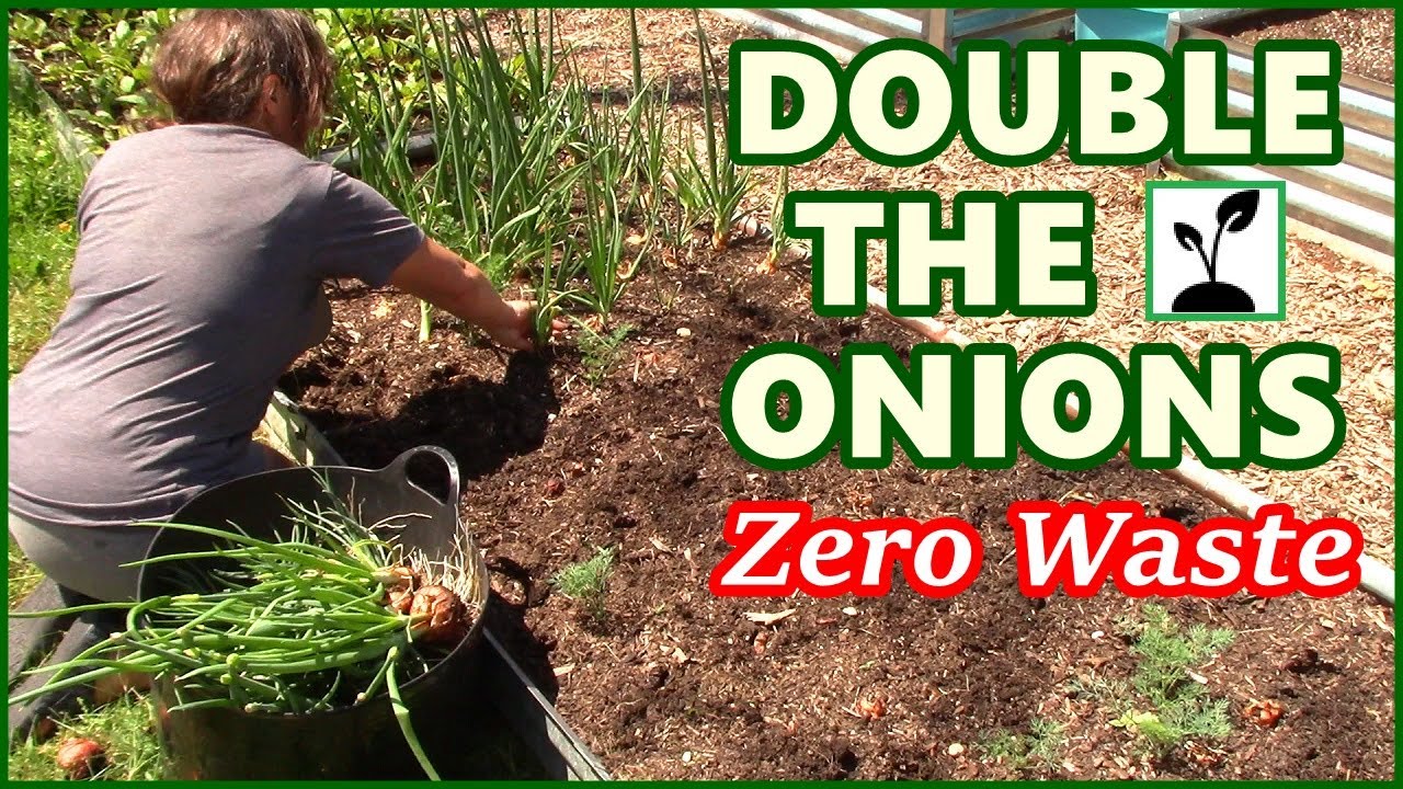 Double The Onions With Zero Waste ~ Harvesting And Replanting Onions