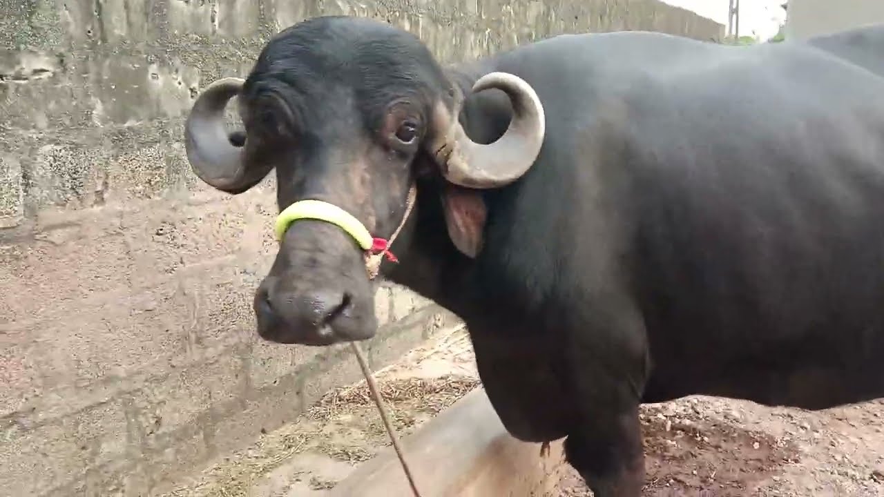 Jafrabadi buffalo sell in gujrat 6352915172#jafrabadi #baffalo #selling #animals#buffaloforsale  