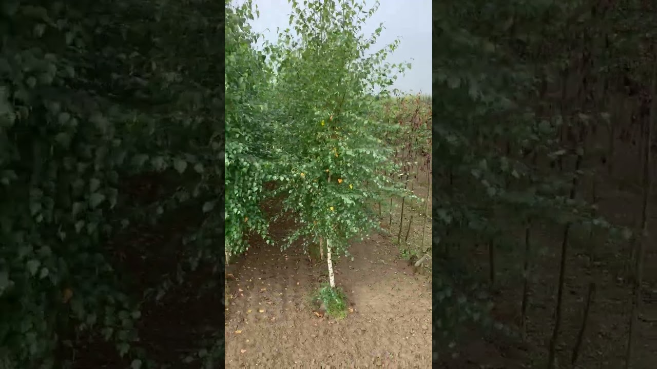 Szk&oacute;łka Bracia Kr&oacute;l - drzewa na szk&oacute;łce