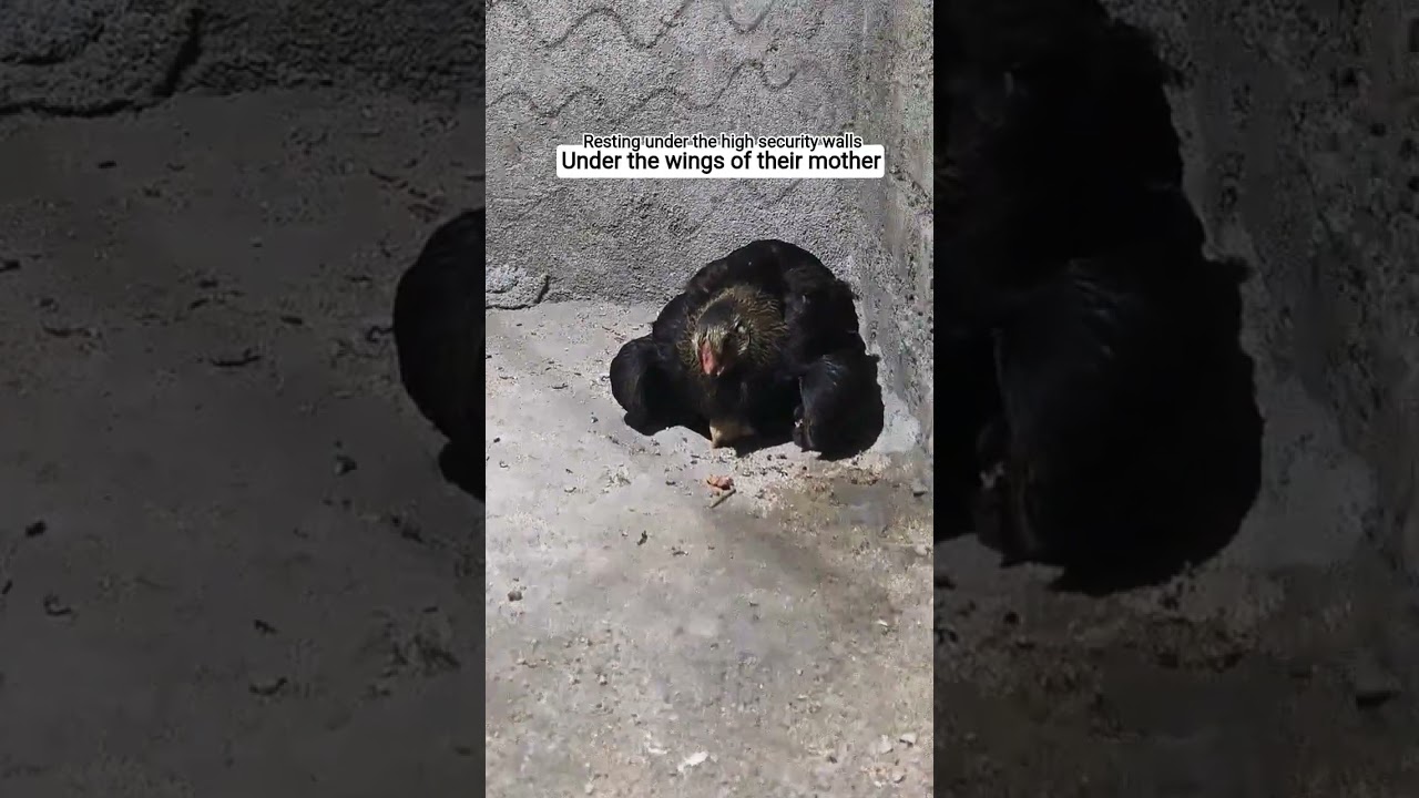 🐣 | 