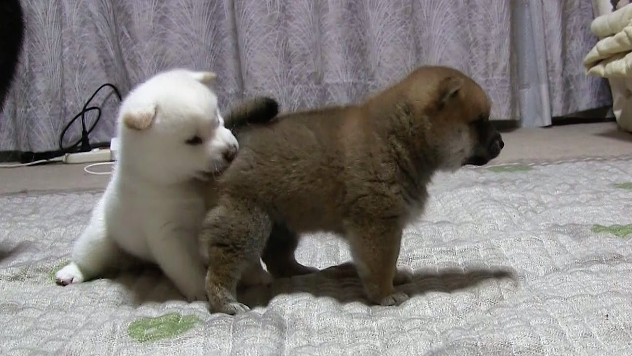 懐かしの3姉弟（前）　☆柴犬☆アズ＆コタ、ファミリーの日常