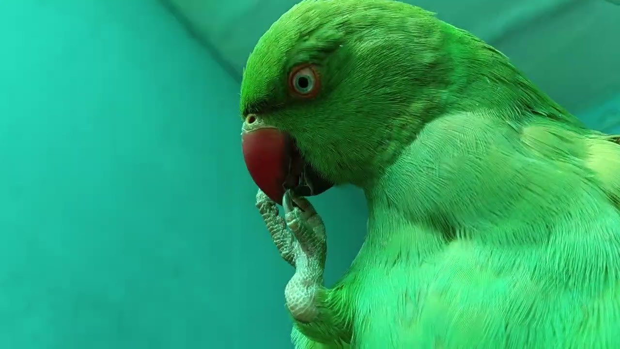 #parrot#🦜🦜 तो आज हमारा मिट्ठू कितना खुश है