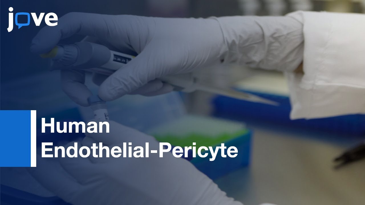 Human Endothelial-Pericyte Interaction Using Matrix Gel Plug Assay: Mouse l Protocol Preview
