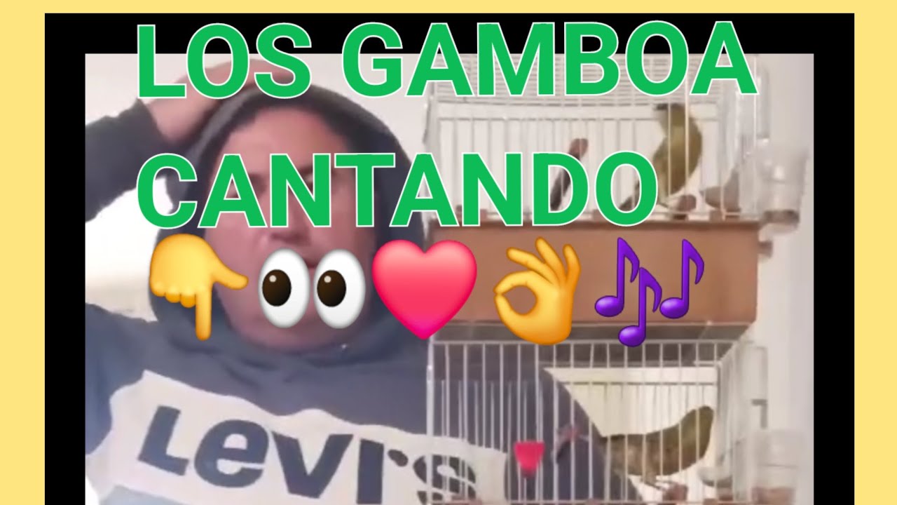 LOS GAMBOA👉🐦❤️👌CANTANDO🎶