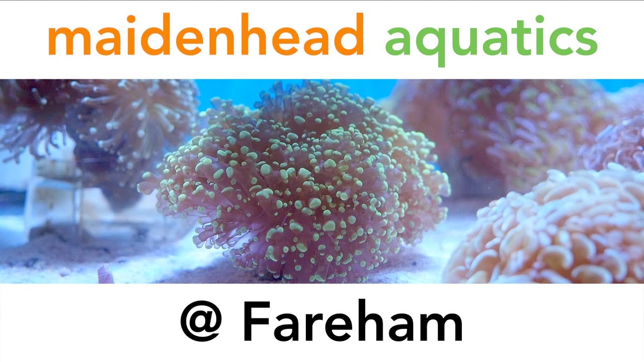 Maidenhead Aquatics @ Fareham