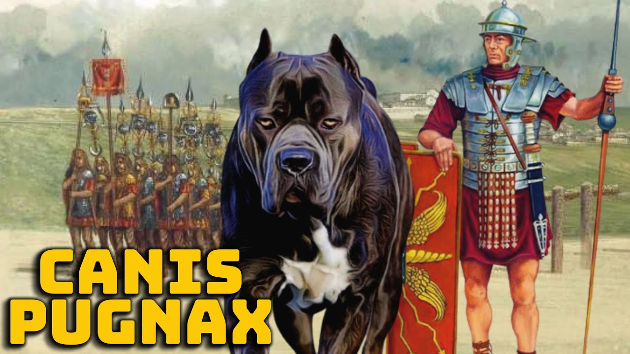 Canis Pugnax: Der Römische Kriegshund - Geschichte und Mythologie Illustriert