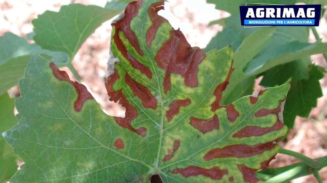 Agrimag | Il Mal dell'esca della vite: scheda dettagliata e prevenzione