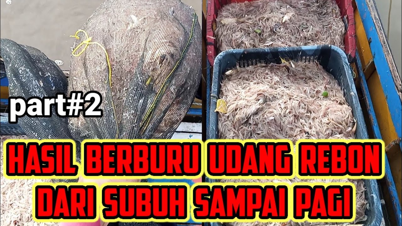berburu udang rebon dari subuh sampai pagi hasilnya 😲😲 wow..