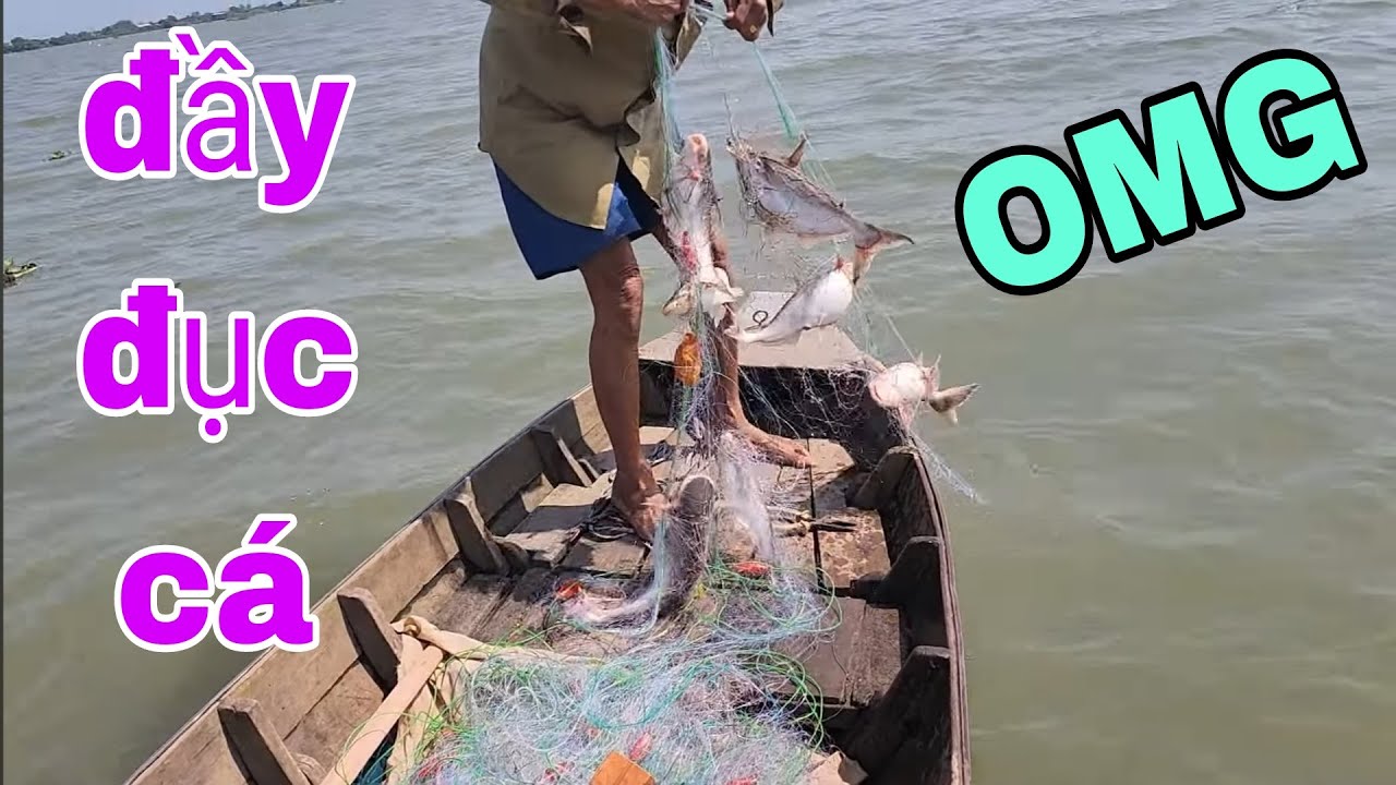Cảnh Có 1 Không 2 Ở Sông Tiền Trúng Bầy Cá Ba Sa Khủng Nhất Nào Giờ # SĂN BẮT ĐỒNG THÁP #